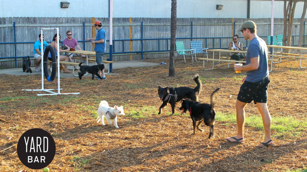Yard Bar: Your Go-To Dog Friendly Oasis in Austin