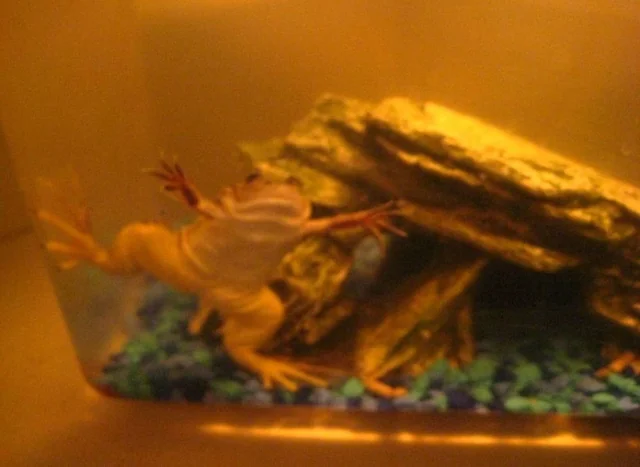 The Black Dog Freehouse Food