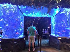 Rainforest Cafe: Unveiling Hidden Gems Near You!