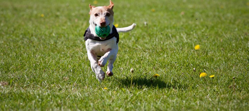 Nearby Parks at Sheraton Hotels and Resorts & Dog Friendly Hotels