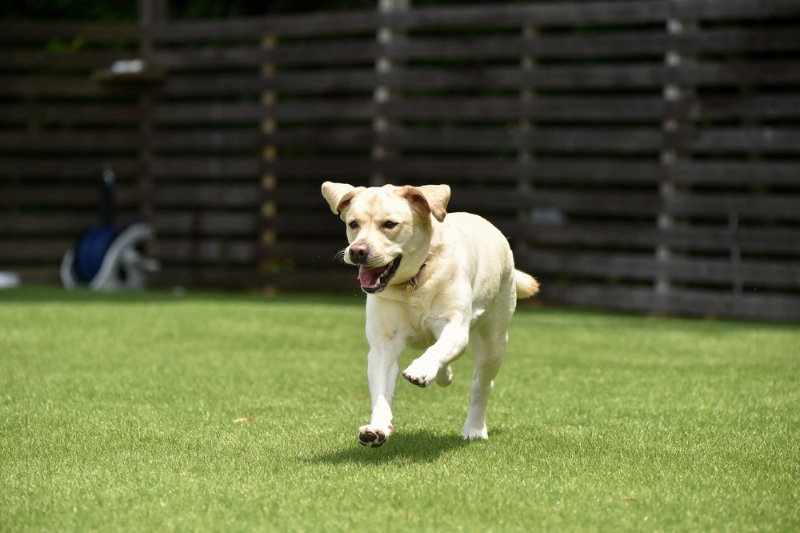 Free indoor dog parks in houston